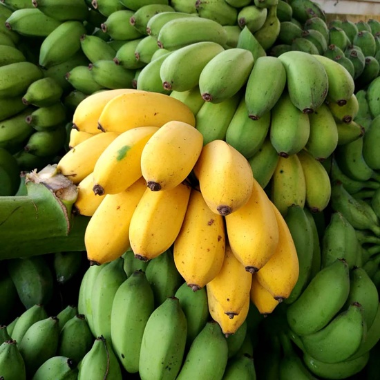 Chuối cau chín, an toàn, trồng tự nhiên